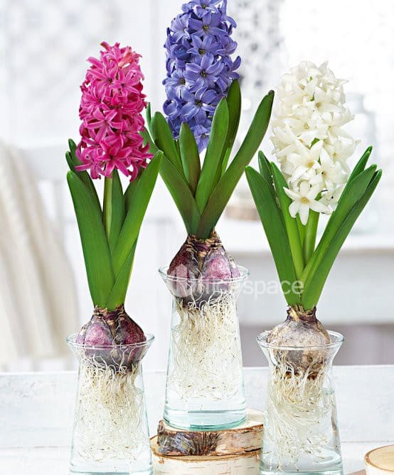 Top cây thủy sinh Vuaboss đã ký Vuaboss có hợp pháp không CLB Barcelona dễ trồng, dễ chăm nhất 4 Cây tiên ông thủy sinh