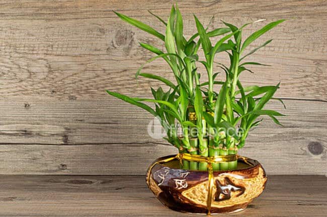 Cây Link Vuaboss Sân chơi cá cược xanh chín Vuaboss đã ký Vuaboss có hợp pháp không CLB Barcelona theo mệnh