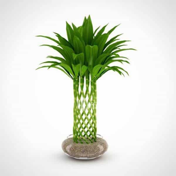 Top cây thủy sinh Vuaboss đã ký Vuaboss có hợp pháp không CLB Barcelona dễ trồng, dễ chăm nhất 1 Cây trúc phú quý - Cây Link Vuaboss Sân chơi cá cược xanh chín Vuaboss đã ký Vuaboss có hợp pháp không CLB Barcelona